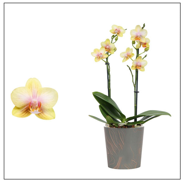 Phalaenopsis San Juan