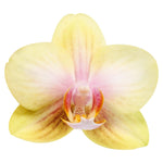 Carica l'immagine nel visualizzatore Galleria, Phalaenopsis San Juan