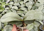 Load image into Gallery viewer, Phalaenopsis sanderiana (silver leaves)