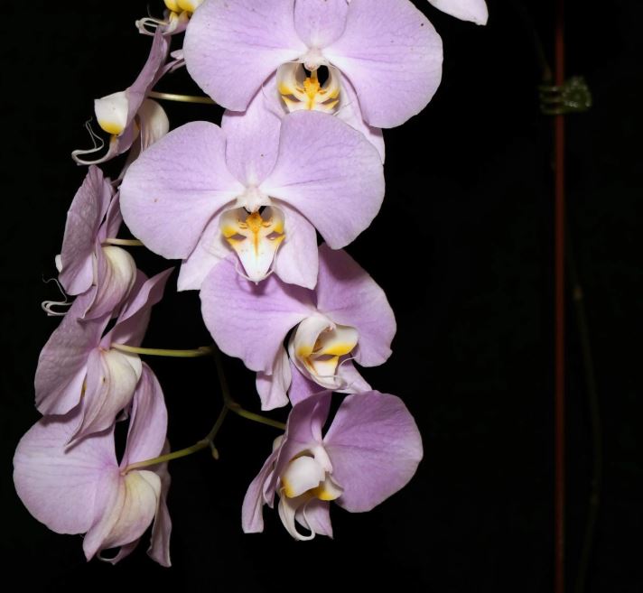 Phalaenopsis sanderiana (silver leaves)