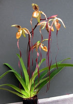 Carica l'immagine nel visualizzatore Galleria, Paphiopedilum sanderianum x sib (J4 x J3)