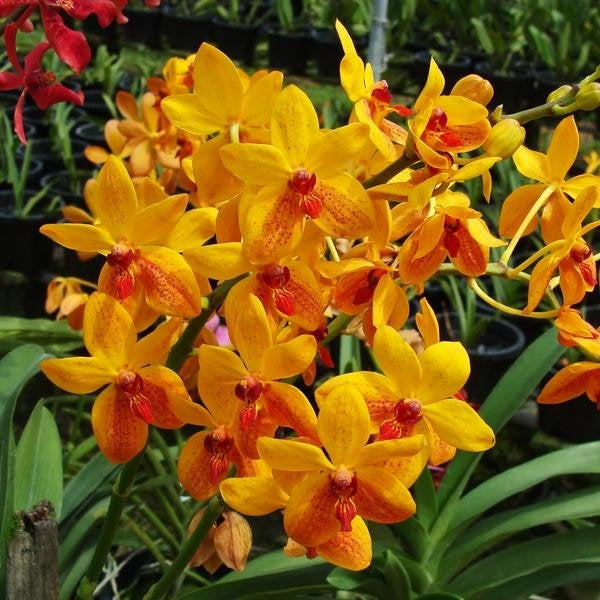 Vanda Kagawara Sandy Gold