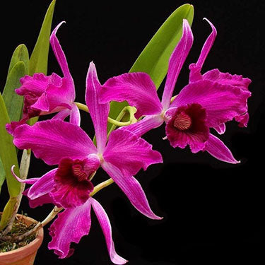 Cattleya (syn. Laelia) purpurata (estriata rubra x sanguinea) - Br Orquidea