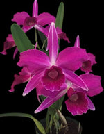 Carica l'immagine nel visualizzatore Galleria, Cattleya (syn. Laelia) purpurata f. sanguinea - Br Orquidea