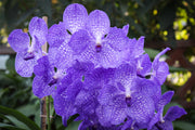 Vanda Sansai blue