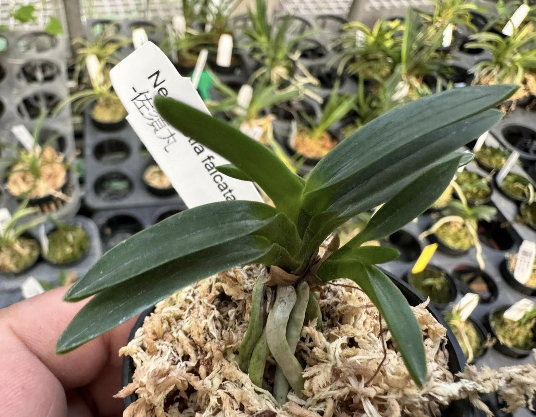 Neofinetia falcata ‘Sasumaru’ 佐須丸