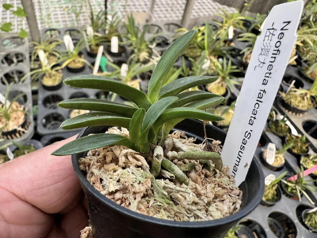 Neofinetia falcata ‘Sasumaru’ 佐須丸