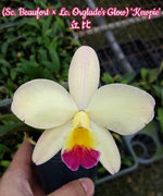 Carica l&#39;immagine nel visualizzatore Galleria, Cattleya Angel Song &#39;Kewpie&#39; (C.Beaufort x C.Orglade&#39;s)
