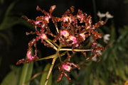 Schomburgkia lueddemannii