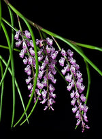 Carica l'immagine nel visualizzatore Galleria, Schoenorchis juncifolia