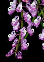 Carica l'immagine nel visualizzatore Galleria, Schoenorchis juncifolia