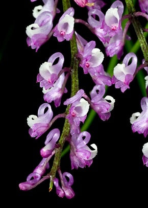 Schoenorchis juncifolia