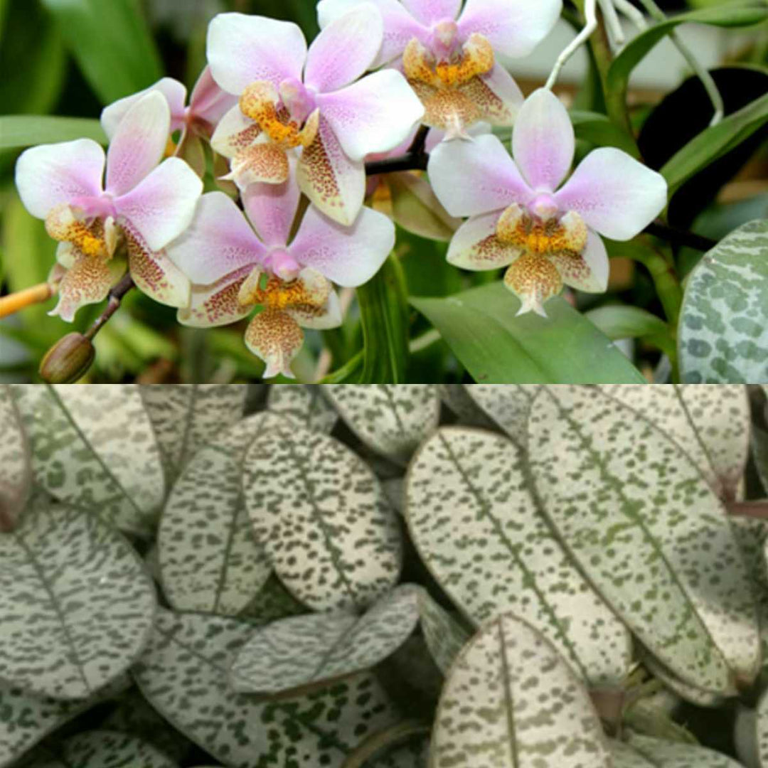 Phalaenopsis schilleriana (silver leaves) × stuartiana var. nobilis