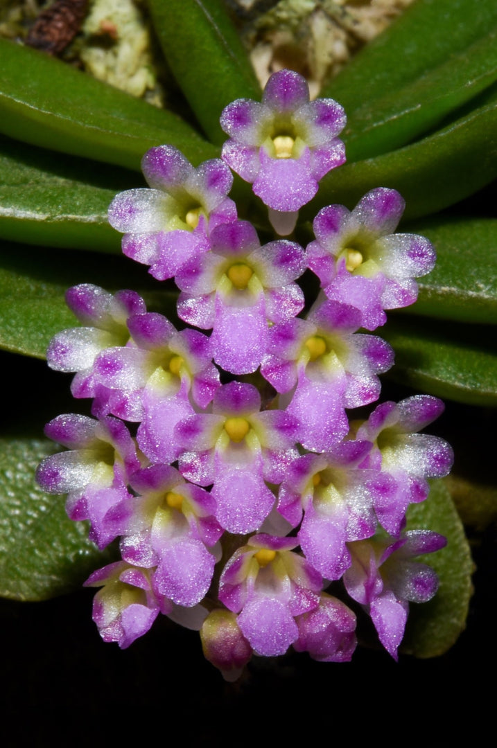 Schoenorchis phitamii