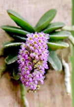 Carica l'immagine nel visualizzatore Galleria, Schoenorchis phitamii