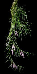 Carica l'immagine nel visualizzatore Galleria, Schoenorchis juncifolia