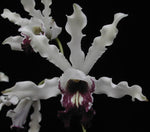 Carica l&#39;immagine nel visualizzatore Galleria, Schomburgkia albopurpurea
