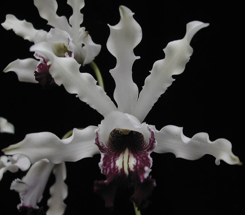 Schomburgkia albopurpurea