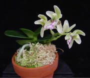 Sedirea japonica 'Daruma'