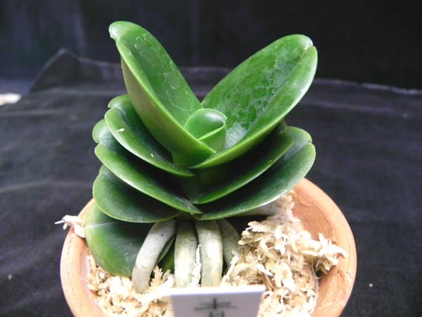 Sedirea Japonica Seigyokumaru