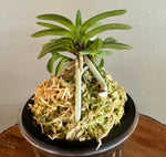 Carica l'immagine nel visualizzatore Galleria, Neofinetia falcata 'Seidai' 聖代