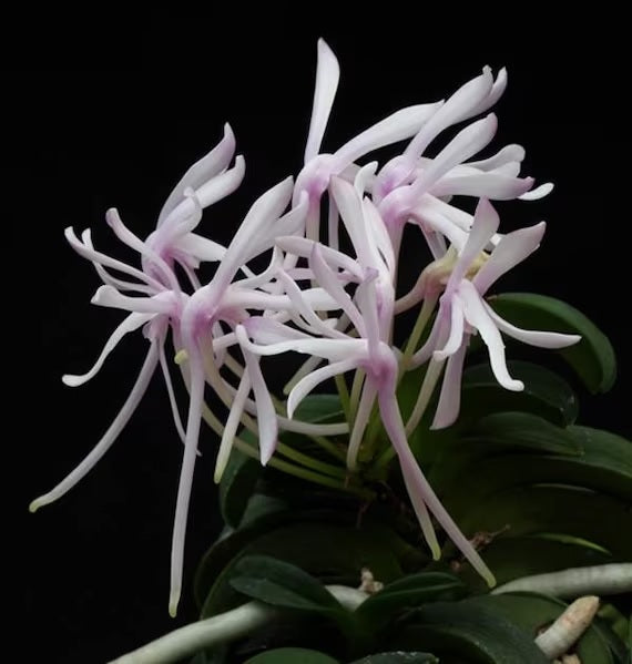 Neofinetia falcata 'Seikai' 青海