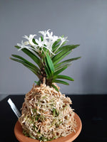 Carica l'immagine nel visualizzatore Galleria, Neofinetia falcata 'Sekirei' 鶺鴒
