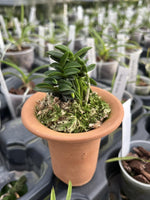 Carica l&#39;immagine nel visualizzatore Galleria, Neofinetia falcata &#39;Senzai&#39; 千載
