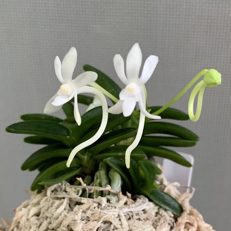 Neofinetia falcata 'Senzai' 千載
