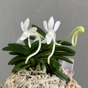 Neofinetia falcata 'Senzai' 千載