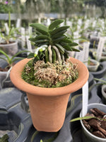 Carica l&#39;immagine nel visualizzatore Galleria, Neofinetia falcata &#39;Senzai&#39; 千載
