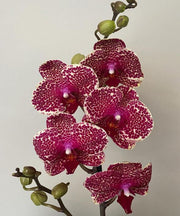 Phalaenopsis OX Red Sesame