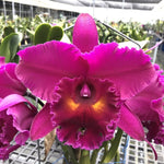 Carica l&#39;immagine nel visualizzatore Galleria, Rhyncholaeliocattleya Shang Ding Red Dragon
