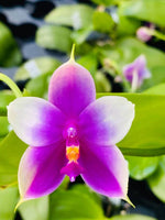 Carica l&#39;immagine nel visualizzatore Galleria, Phalaenopsis Yin&#39;s Super Jaguar x Shingher Pure Love
