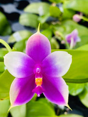 Phalaenopsis Yin's Super Jaguar x Shingher Pure Love