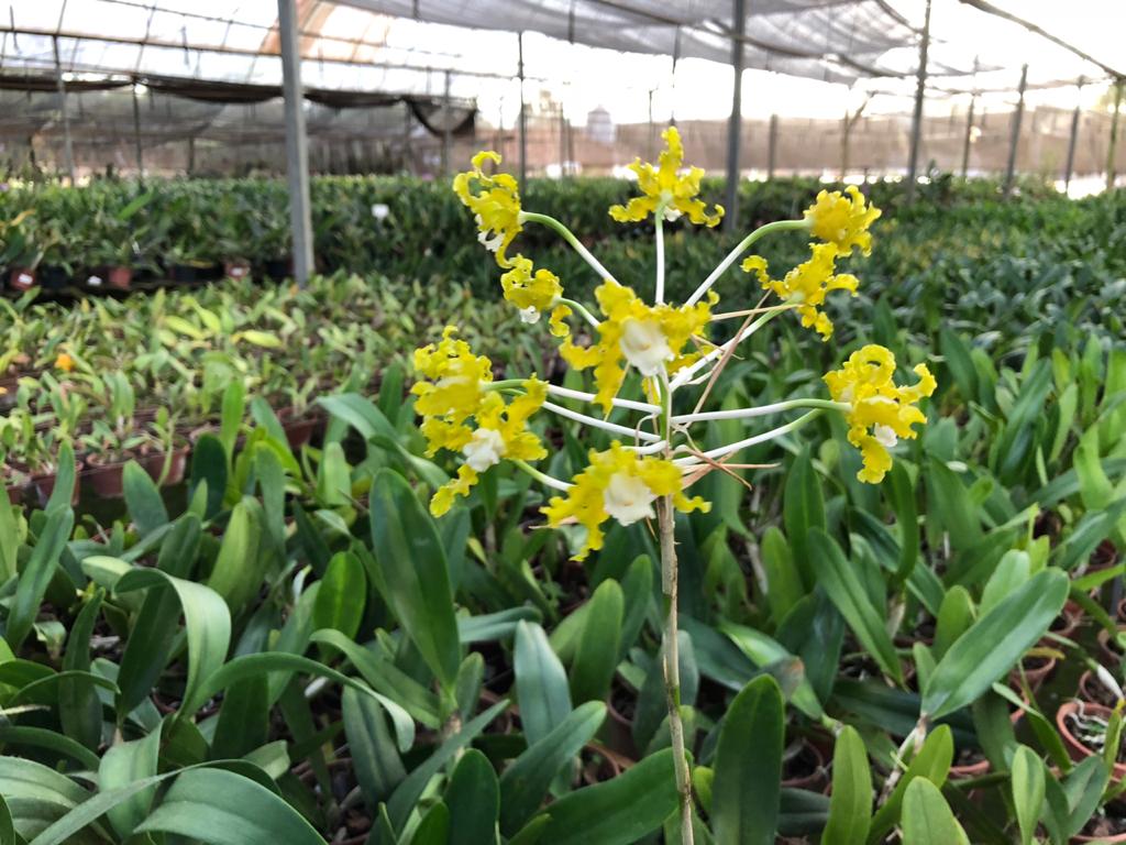 Schomburgkia crispa f. alba (syn. L. marginata f. alba)