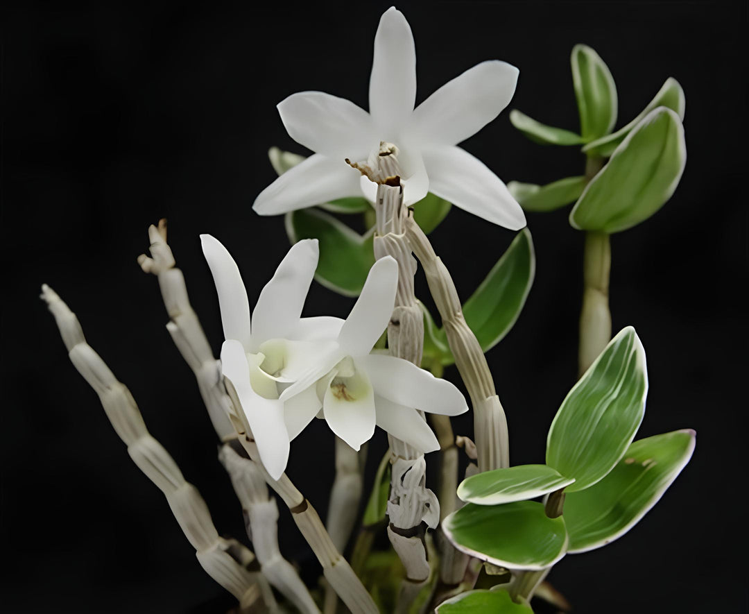 Dendrobium moniliforme Shoudai 昭代