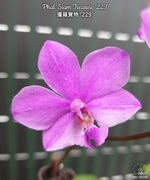 Carica l'immagine nel visualizzatore Galleria, Phalaenopsis Siam Treasure (Phal. lowii x Phal. Pulcherrima)