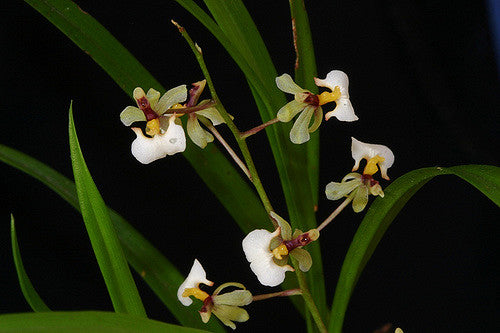 Sigmatostalix radicans