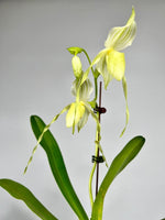 Carica l'immagine nel visualizzatore Galleria, Paphiopedilum Mount Toro fma. Album (Paph. stonei x Paph. philippinense)