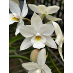 Carica l'immagine nel visualizzatore Galleria, Caulaelia Snowflake 'Frosty' AM/AOS (Caularthron bicornutum x Laelia albida)