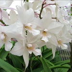 Carica l'immagine nel visualizzatore Galleria, Caulaelia Snowflake 'Frosty' AM/AOS (Caularthron bicornutum x Laelia albida)