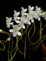 Carica l&#39;immagine nel visualizzatore Galleria, Aerangis somalensis
