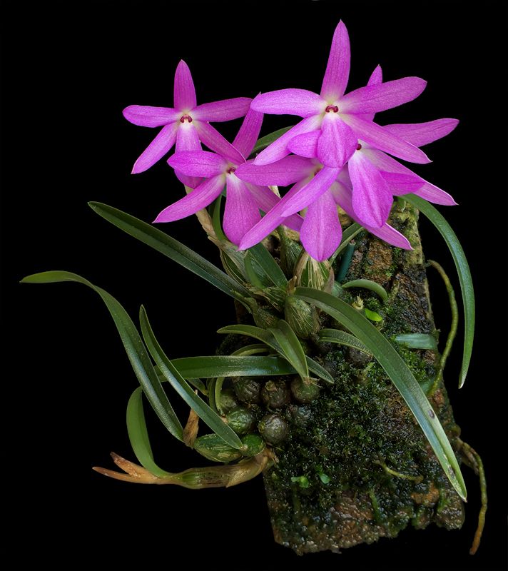 Sophronitella violacea