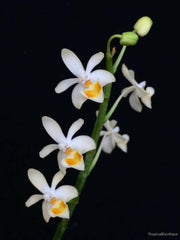 Phalaenopsis malipoensis