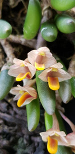 Load image into Gallery viewer, Dendrobium lichenastrum