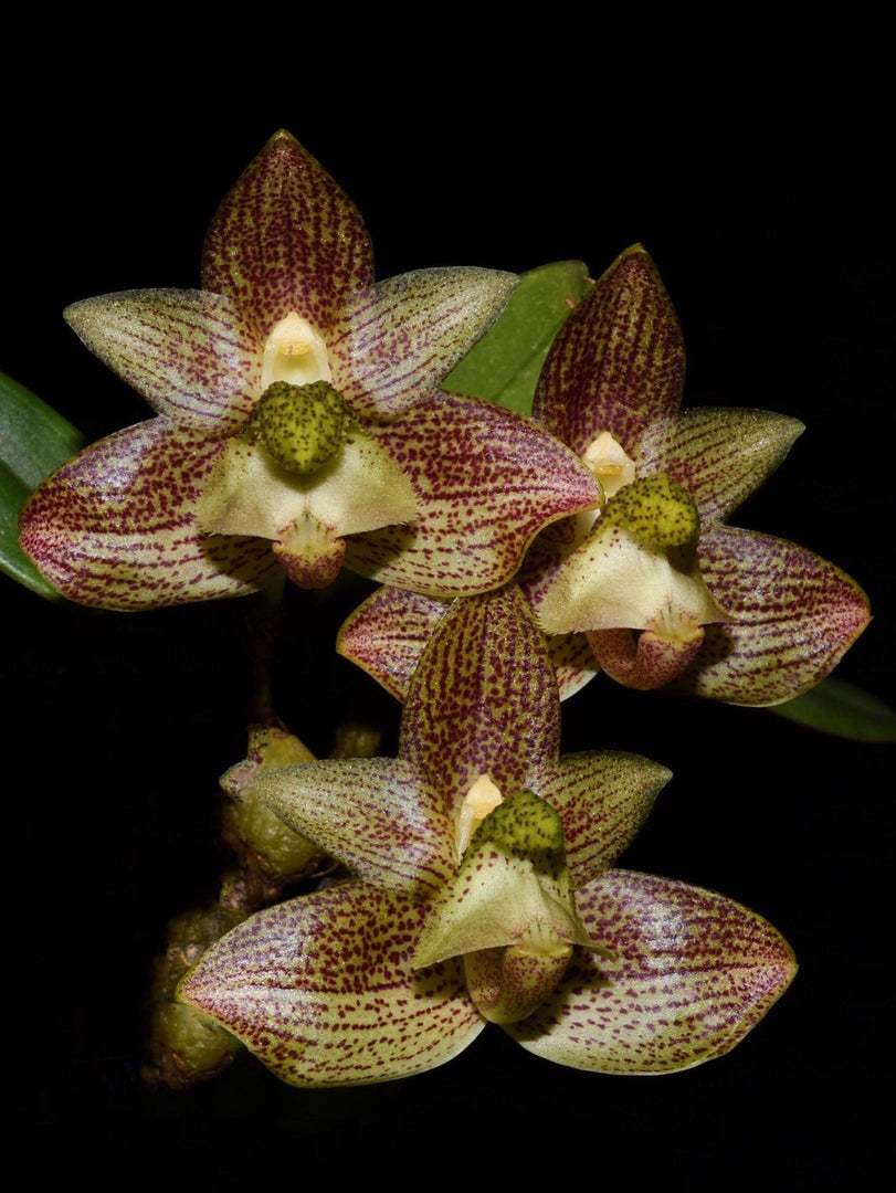 Bulbophyllum pectinatum