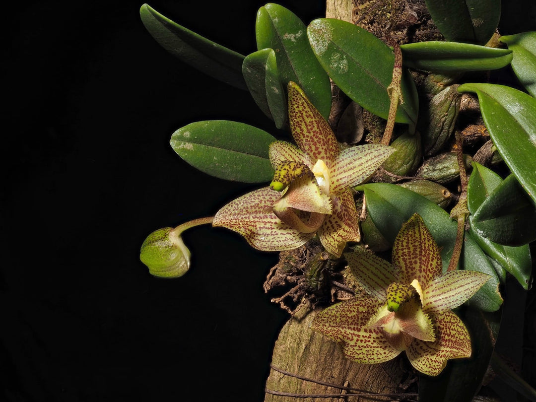Bulbophyllum pectinatum