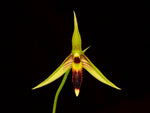 Carica l'immagine nel visualizzatore Galleria, Bulbophyllum longiscapum