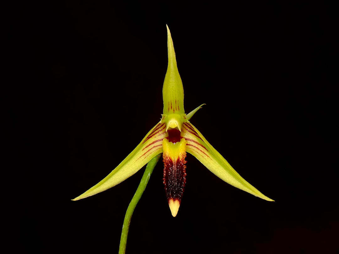 Bulbophyllum longiscapum